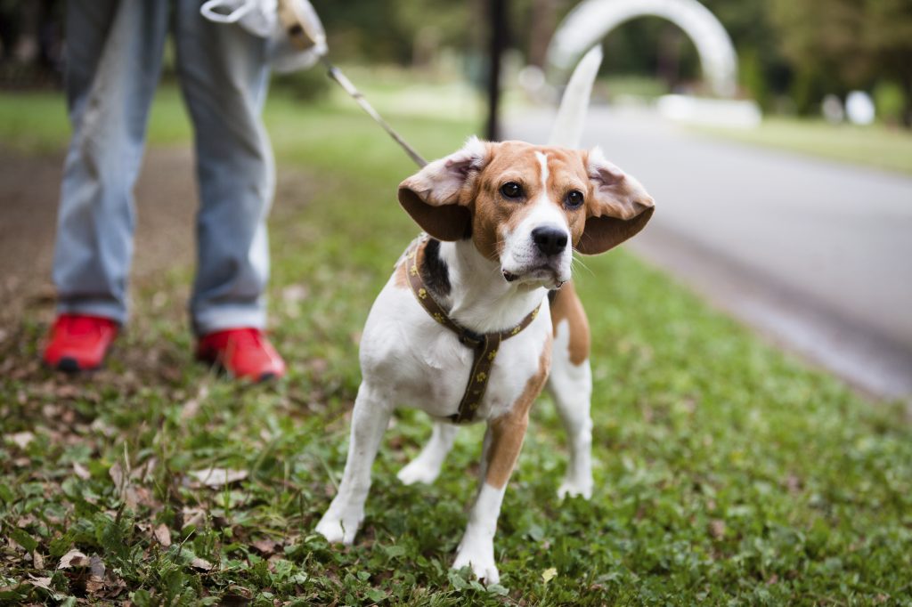 A dog looking somwhere while put on a leash with his owner nearby.
Tips for taking care of a pet dog include taking care of the poop and disposal fot it when taken outside for the walk.