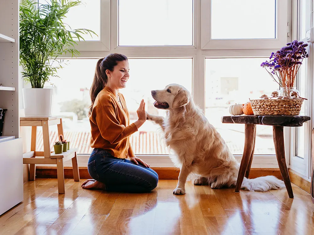 A woman is training her dog to do a high five, both are sitting down on the floor.
Tips for taking care of a pet dog include spending time with your pet to make them happy and bond with you better.