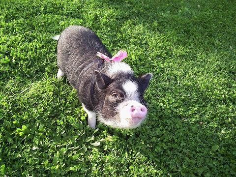 pot bellied black and white pig as a perfect pet