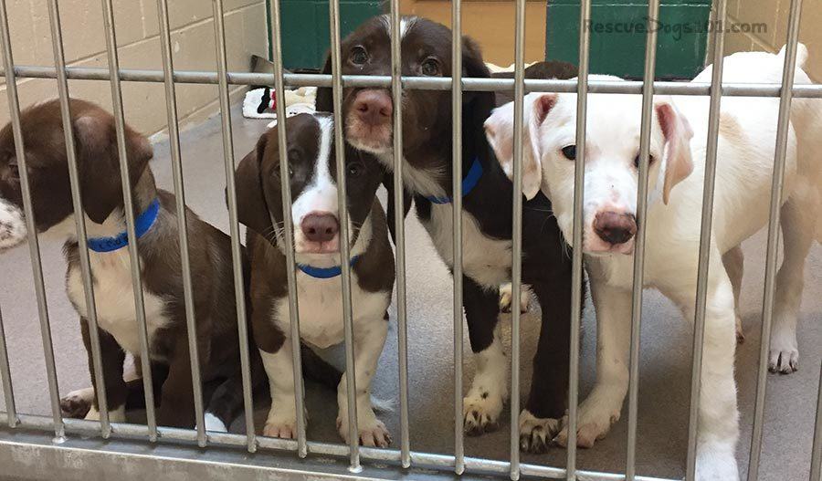 Four cute puppies looking at the front while one is looking away. They are behind the bars of a cage. Three of the dogs are in brown color and the other one is in white color.
Tips for taking care of a pet dog include adopting dogs instead of buying them from the breeders.