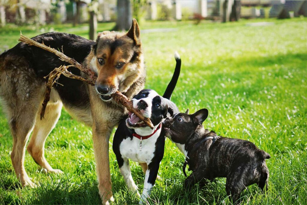 Three dogs of various sizes trying to hold a big stick.
Tips for taking care of a pet dog include  taking your pet to park or on the walk to familiarise with people and other dogs who live in the neighbourhood.