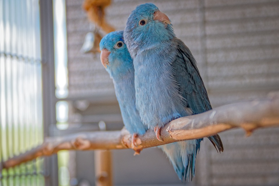 two cute blue parrots as perfect pets