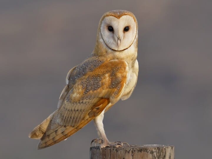 a barn owl as a perfect pet 