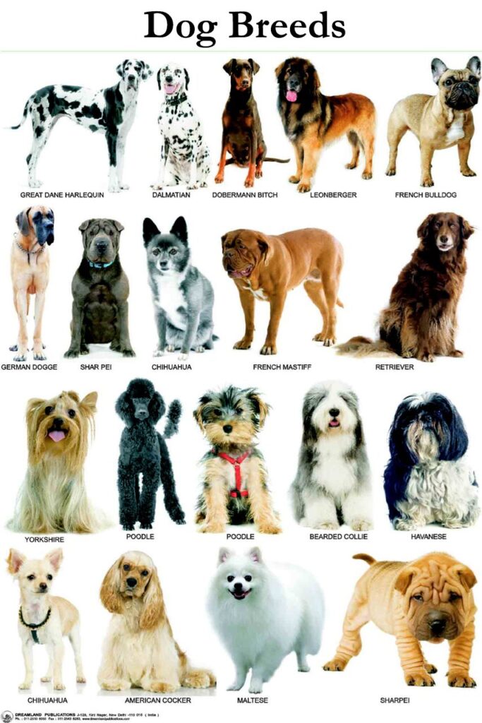 Dog breeds which includes Great Dane Harlequin, Dalmatian, Doberman Pinscher, Leonberger, French Bulldog, German Doge, Shar Pei, Chihuahua, French Mastiff, Retriever, Yorkshire, Poodle, Poodle, Bearded Collie, Havanese, Chihuahua, American Cocker, Maltese, Sharpei.
