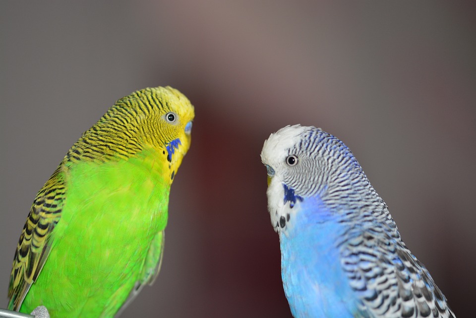 two parakeets, one is a green-yellow budgie and the other is blue-white budgie as perfect pets