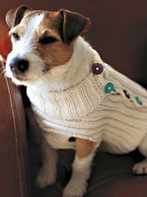 A cute dog wearing knitted white colored sweater.
Tips for taking care of a pet dog include that we provide proper clothing for our fur companion.