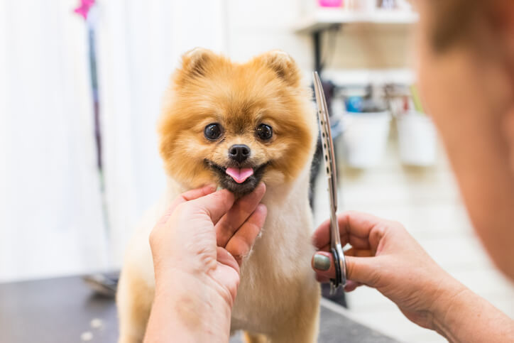 A Pomeranian Dog getting groomed, a hair cut.
Tips for taking care of a pet dog includes grooming of the pet dog like trimming their nails, 