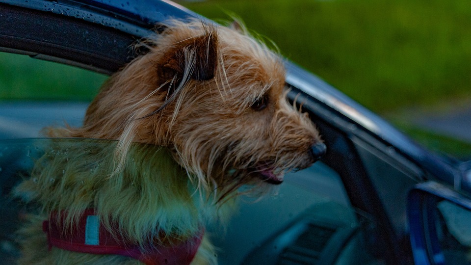 Dog looking outside the window of a car.
Tips for taking care of a pet dog include not looking your car from the outside.