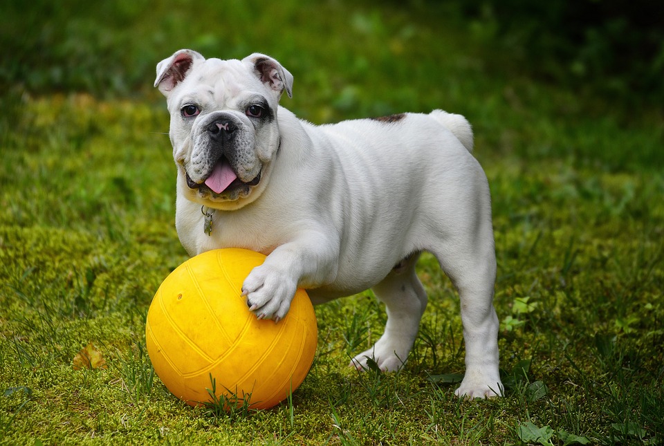 English bulldog with a yellow coloured fottball
