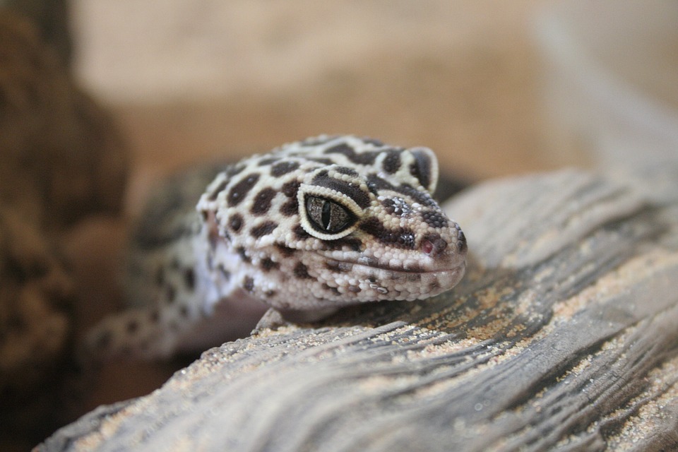 leopard gecko as a perfect pet