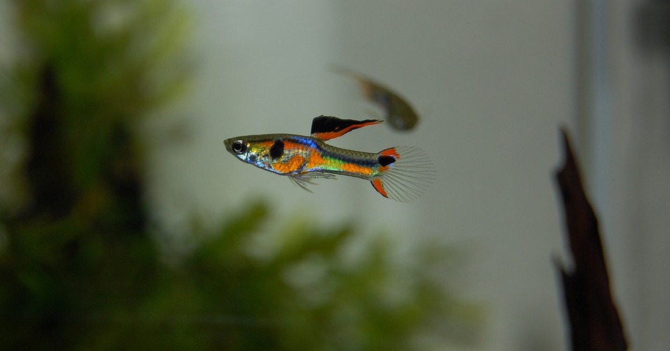 colorful guppy