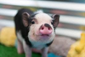 a cute pot bellied pig