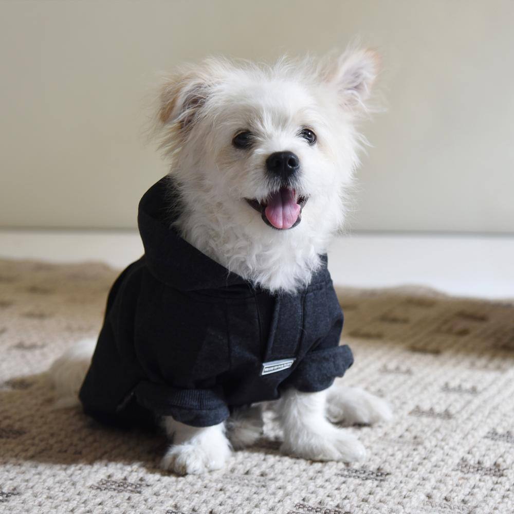 A white dog wearing a sweater in black color smiling.
.