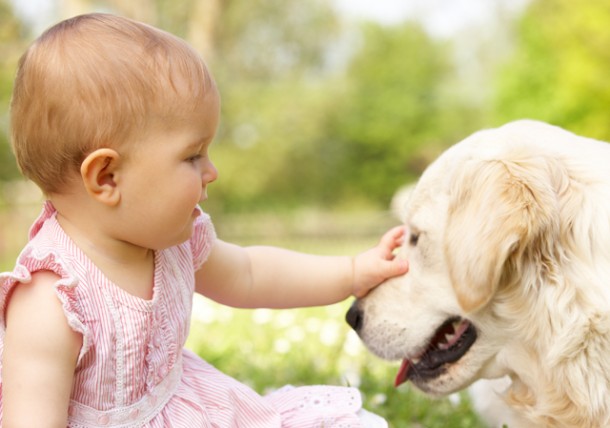 A baby caressing the head of a golden retriever dog.
Tips for taking care of a pet dog also include that we take time to introduce babies and dogs so that they get comfortable with the babies in the family easily.
