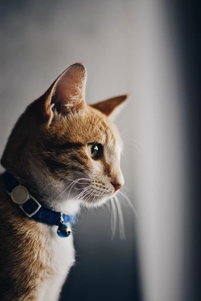 Tips for taking care of a pet cat. A cat with blue colored collar with a bell is looking soemwhere (Side profile of a cat)
