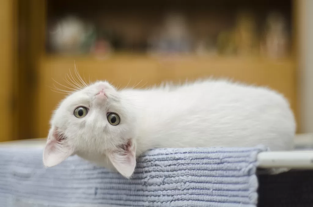 A White Cat looking with her upside down face