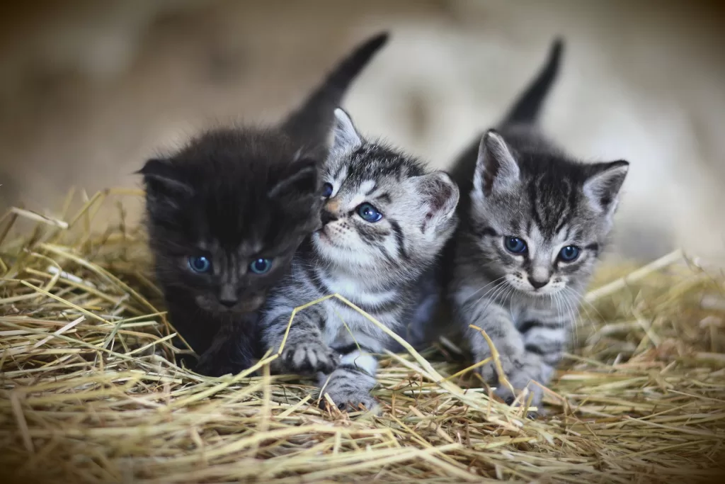 Three cute kittens on hay, one is black and other are multicolored with strips in black color. All have blue eyes.