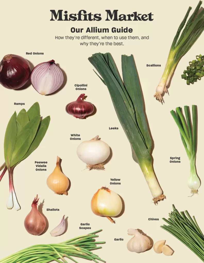 Guide of alium family which includes Red Onions, Cipoliini Onions, Leeks, Ramps, Scallions, White Onions, Yellow Onions, Spring Onions, Chives, Shallots, Garlic Scapes, Peewee Vidalia Onions and Garlic. One of the tips for taking care of a pet cat is to not give them these.