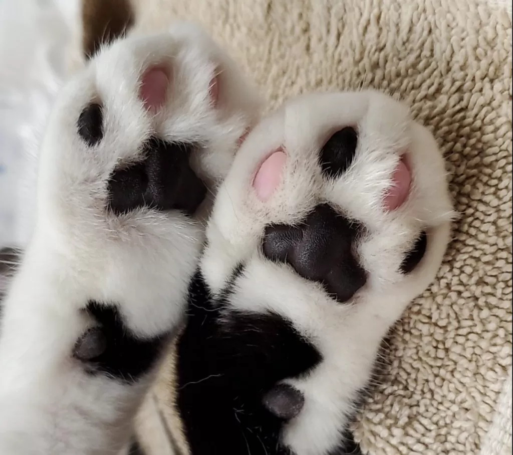 Declawed paws of a cat. 
One of the tips for taking care of a pet cat Suggests that you shouldn't delaw your cat's paws. This practice is harmful for the cat and the process is also very painful.