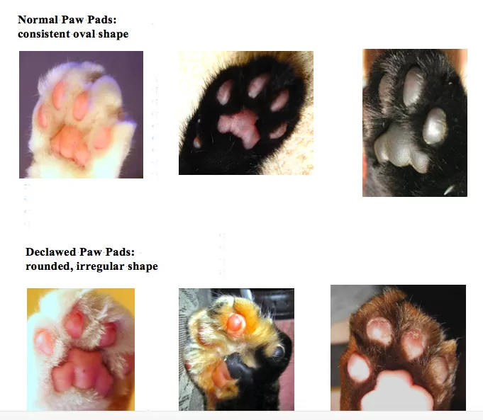 Tips for taking care of a pet cat telling us that you should not declaw your cat's paws. This image clearly shows us the difference between the normal paw pads and declawed paw pads of different cats.