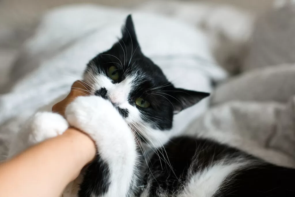 A black & white cat holding the hand of a person and biting it. 
Tips for taking care of a pet cat includes taking care of yourself and treating scrtaches given by a pet cat.
