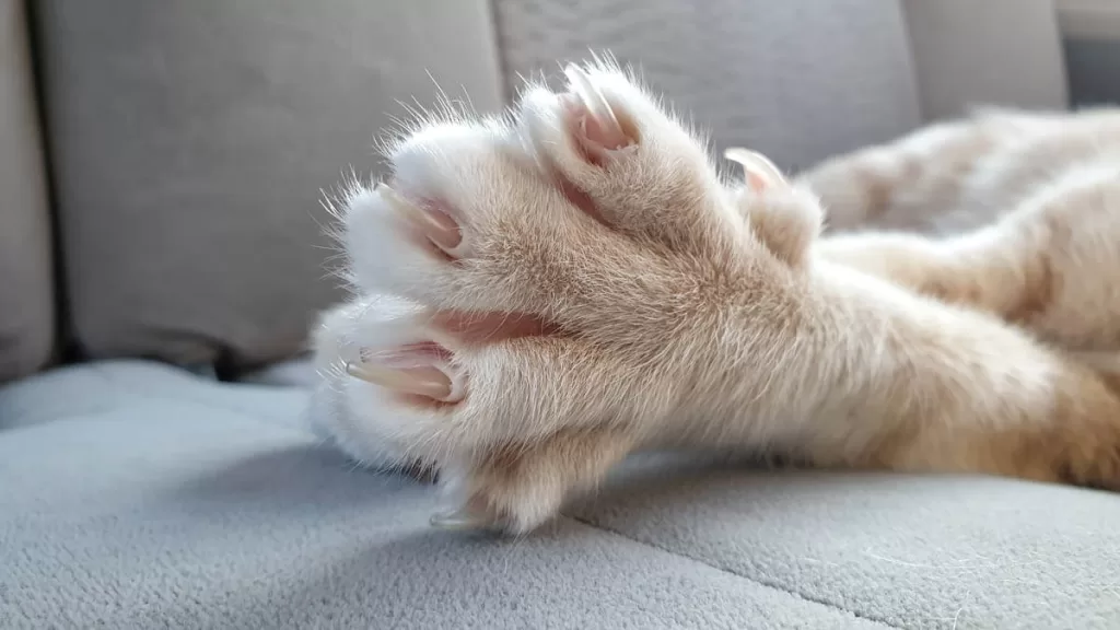 A Healthy Paw Of A Cat.
Tips for taking care of a pet includes taking good care of a cat's paws and trimming their nails 