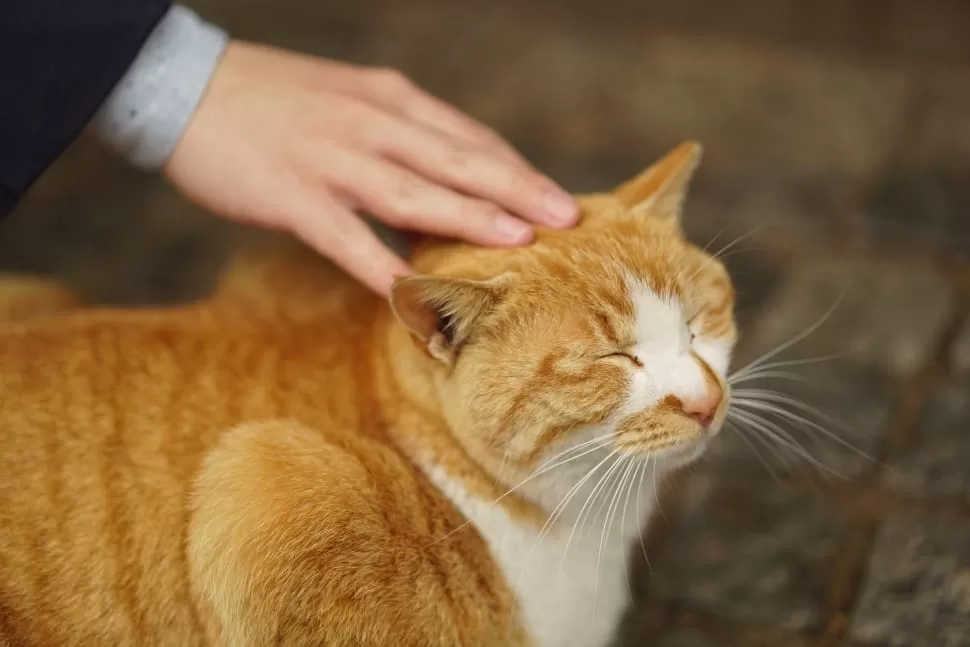 A person is patting a cat while the cat has closed it's eyes. Tips for taking care of a pet cat tells us that the cat is feeling safe and is happy.
