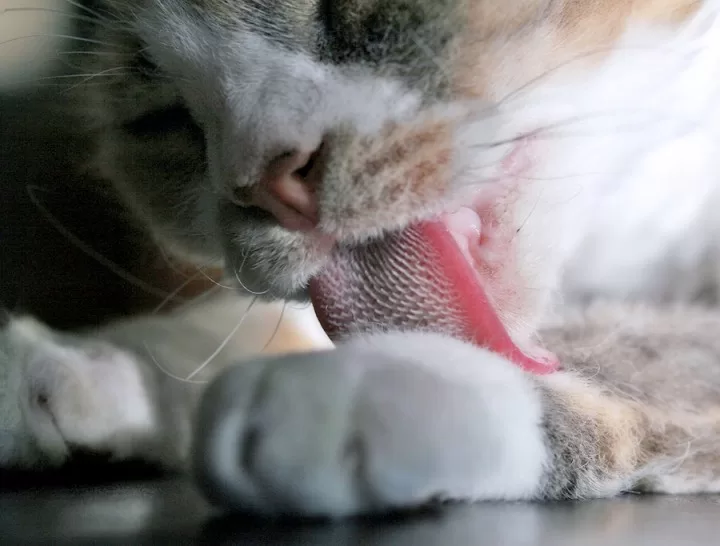 A close view of a cat's tongue while the cat is grooming it's hands. Tips for taking care of a pet cat by taking a look at their groomig habits.