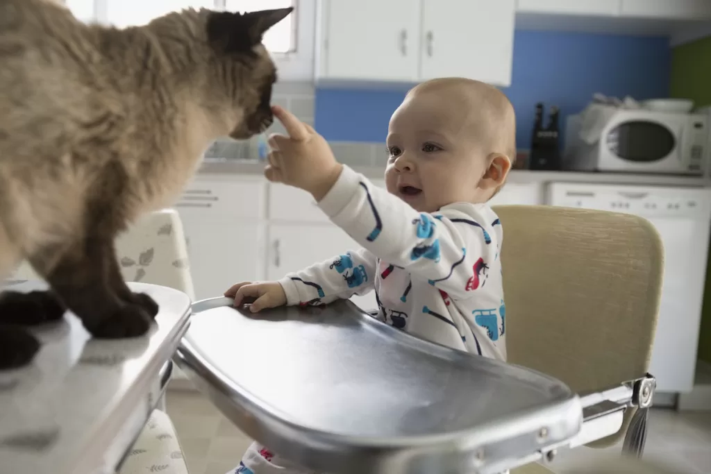 A siamese cat with a cute baby who is touching the cat while smiling.
Tips for taking care of a pet cat consists of taking care of your cat and baby and introducing them slowly.