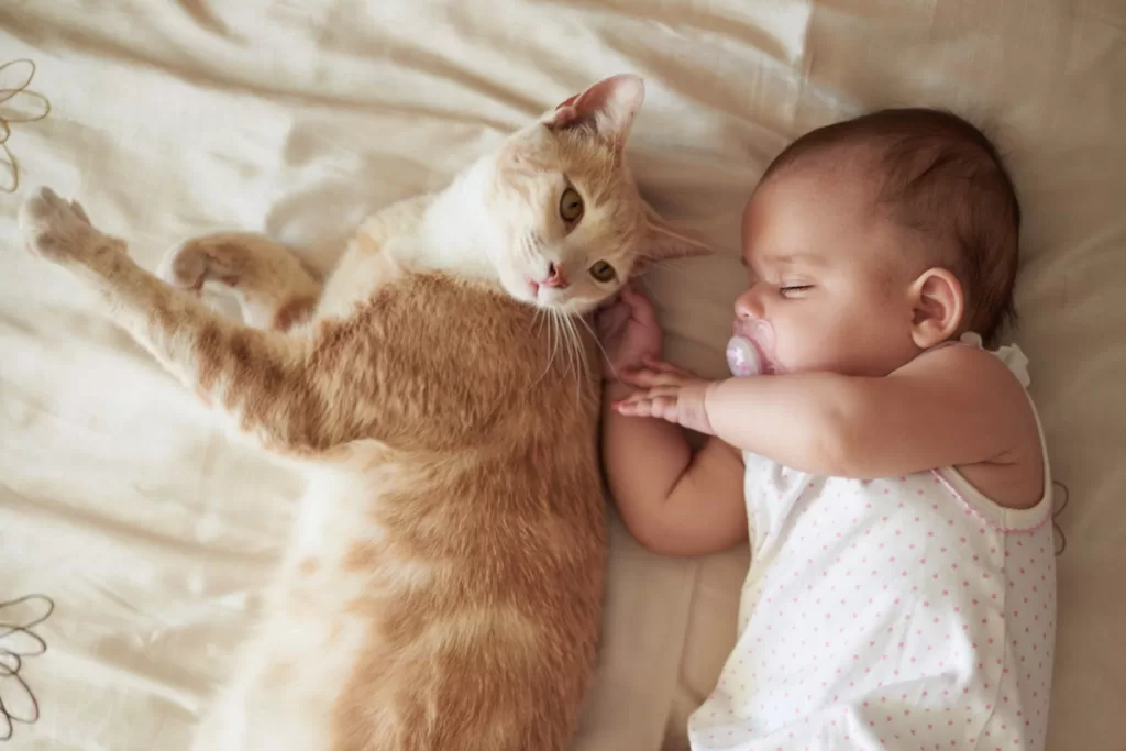 Tip for taking care of a pet cat includes taking time to introduce your cat to your baby.
A cat looking at a baby sleeping with a pacifier in his mouth.