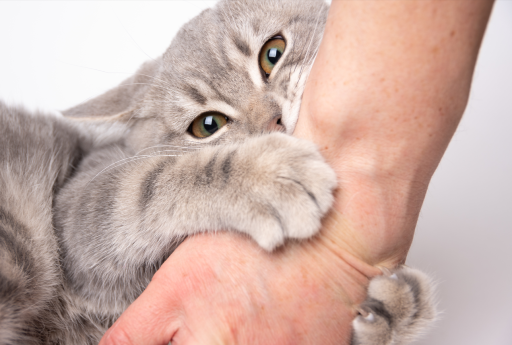A cat biting on the ahdn of a person by grasping it.
Tips for taking care of a pet cat by treating the bites your pet gave you. 
