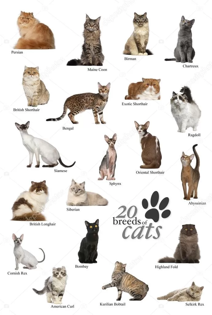 20 Breeds of Cats which are Persian, Maine Coonn, Birman, Charteux, British Shorthair, Bengal, Exotic Shorthair, Ragdoll, Siamese, Sphynx, Abyssinian, Siberian, British Longhair,Bombay, American Curl, Highland fold, Selkirk Rex and Kurilian Bobtail
