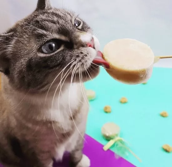 A cute cat enjoying frozen treat similar to ice cream. Tips for taking care of a pet cat in summers.