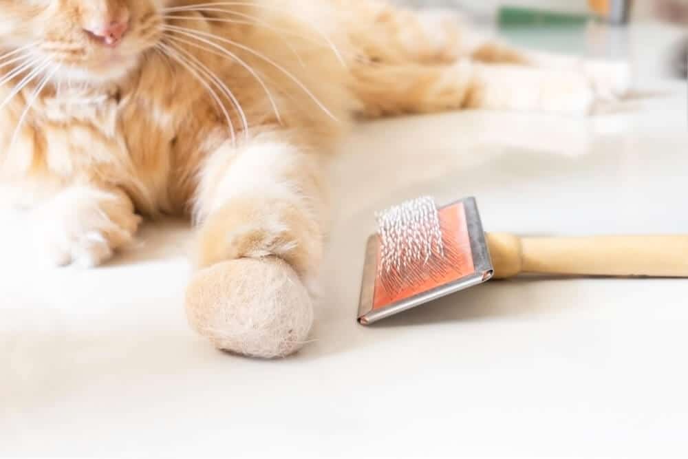 A cat looking at the brush used for combing the cat while a hairball is also nearby the cat and brush.
Tips for taking care of a pet cat by brushing and grooming a cat to get rid of unwanted hair and shedding