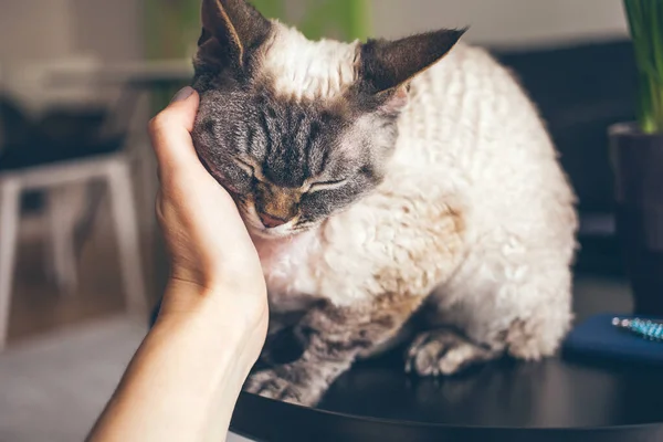 Tips for taking care of a pet cat, discussing purring is a good thing meaning that the cat is feeling happy.